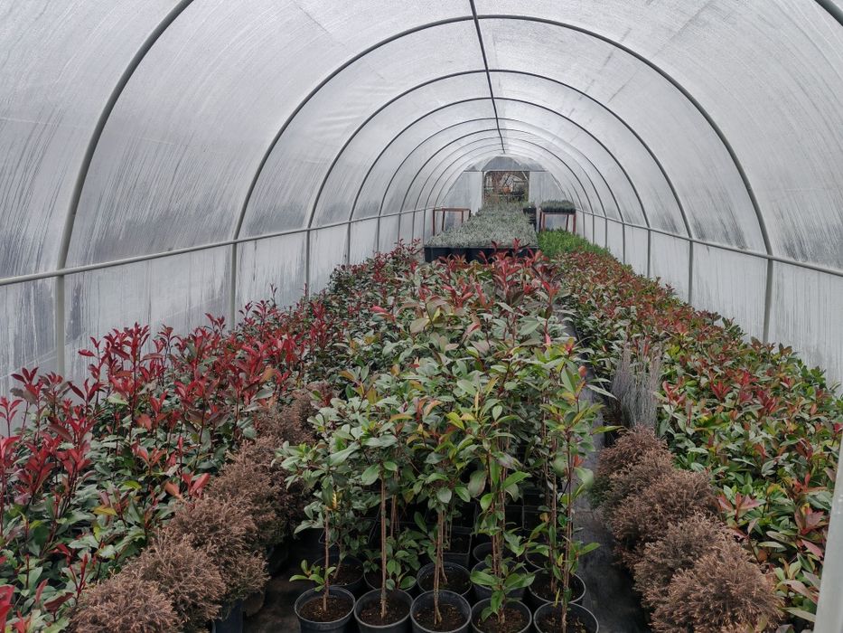 Sere solarii Flori Legume Solar