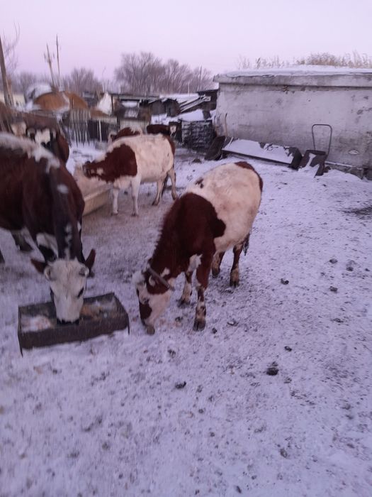 Продам тёлочек от дойных коров.