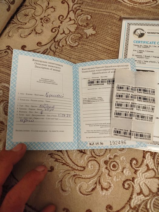 Қазақ тазысы,жүйрік