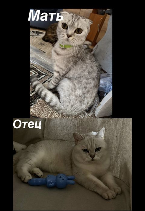 Продам котят шотландские