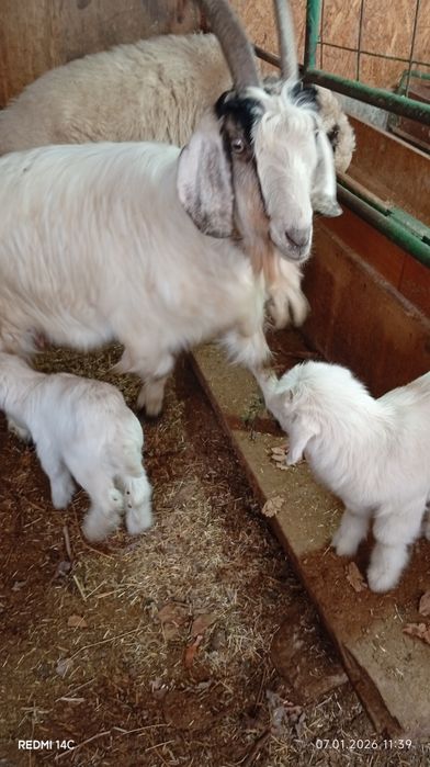Экиз болали эчки сотилади семиз соглом хонаки сифатли йош хурон зур!!!