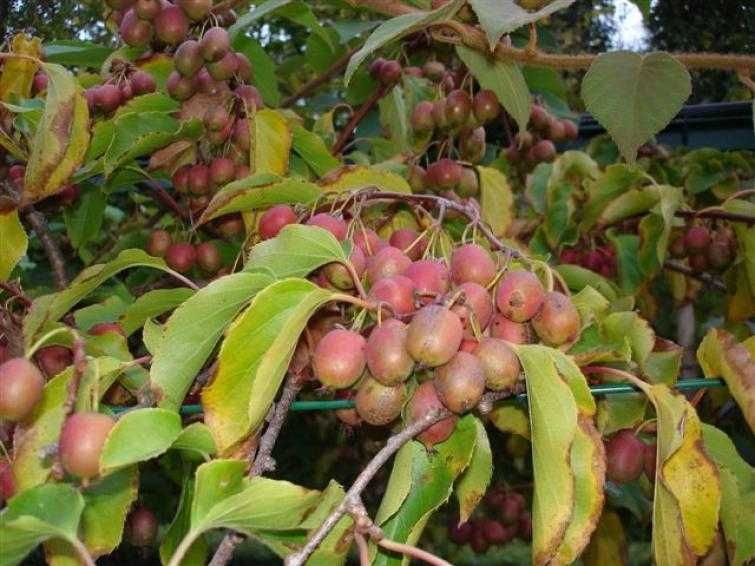 Киви Actinidia arguta Issai - МИНИ КИВИ
