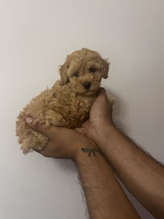 Fetita poodle mini toy red
