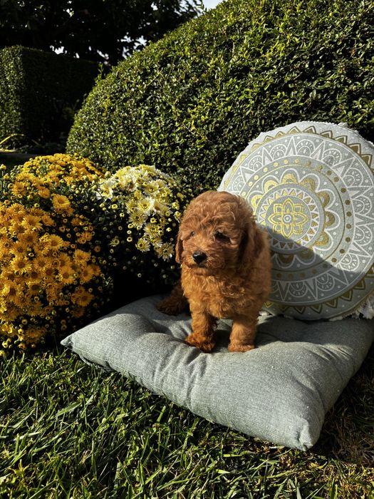 Мини Пyдел момиче с генетични изследвания/ Mini Poodle Girl