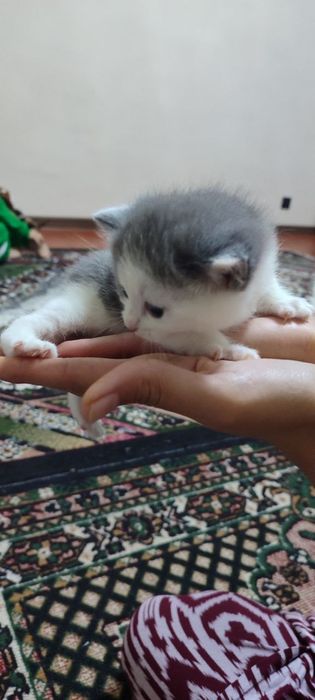 Продается кошки пародисты чисто кровные