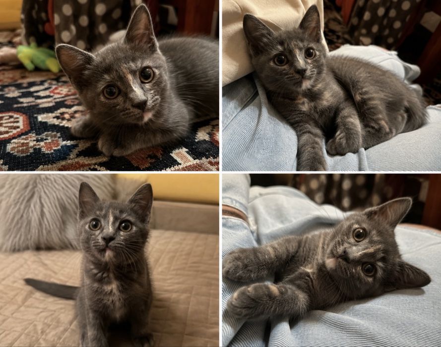 Котенок девочка 1,5-2 месяца