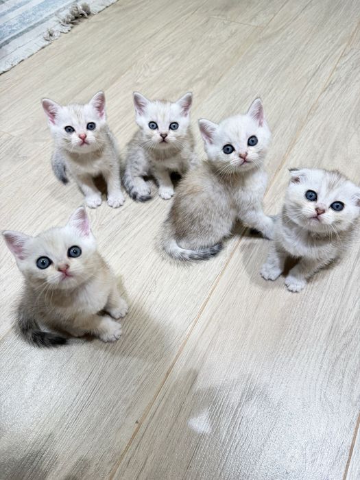 Котята породы скотиш страйд 1.5 месяца