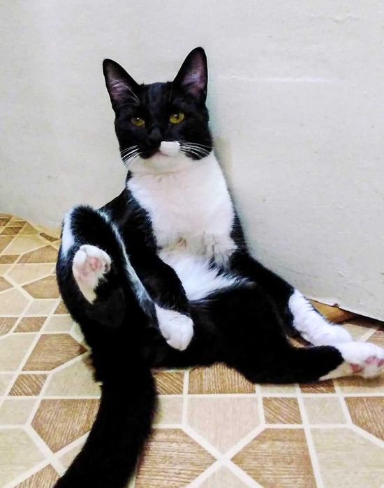 Отдам котенка (мальчик) добрым, заботливым, любящим животных людям