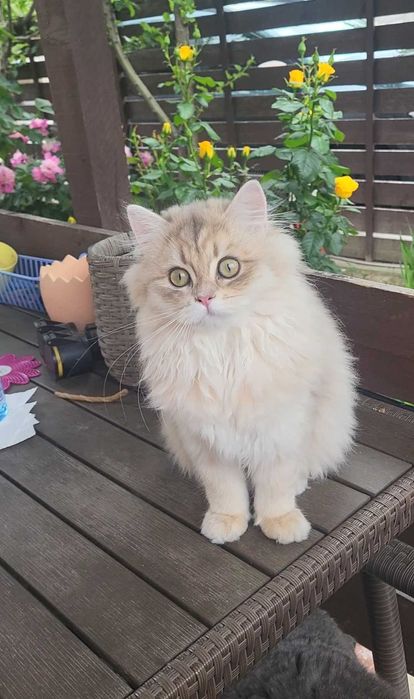 Fetita british longhair blue golden cu pedigree