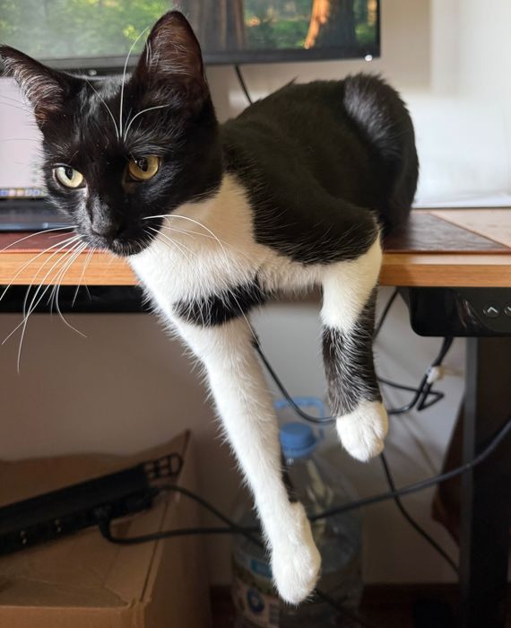 Женско коте, кастрирана, вакцинирана