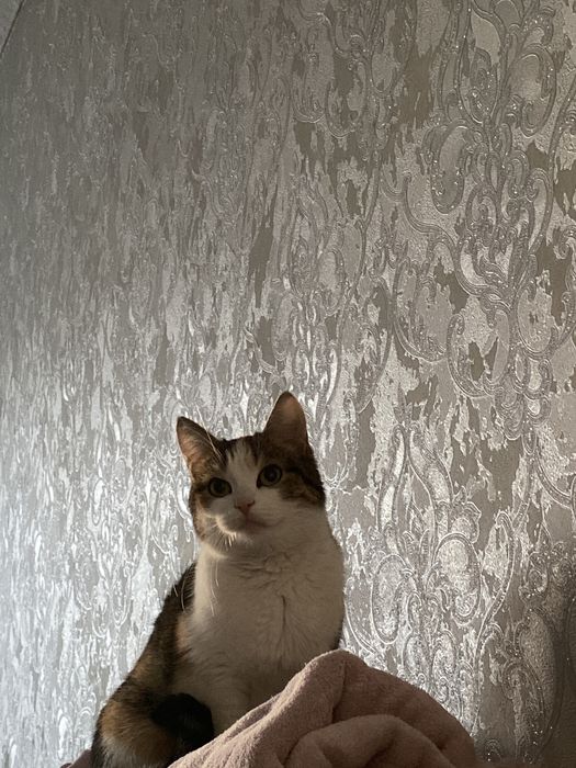 Отдам Кошку в хорошие руки!