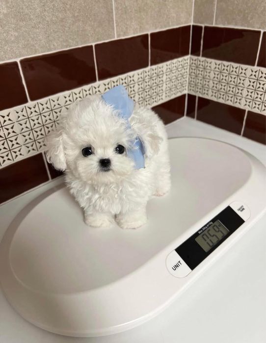 Bichon maltez mini toy 2 luni