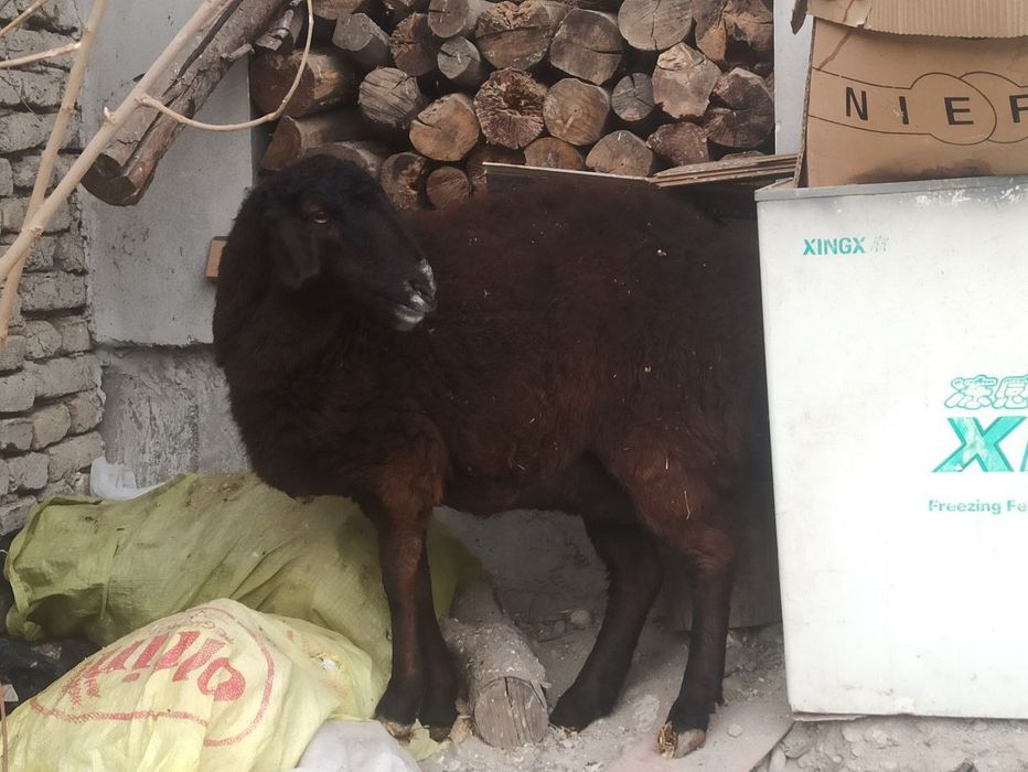 Койлар сотилади бугоз