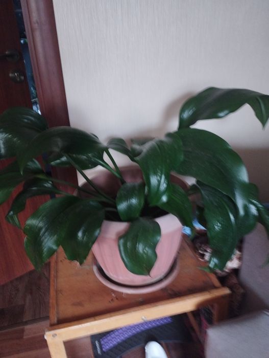 Продам срочно цветы