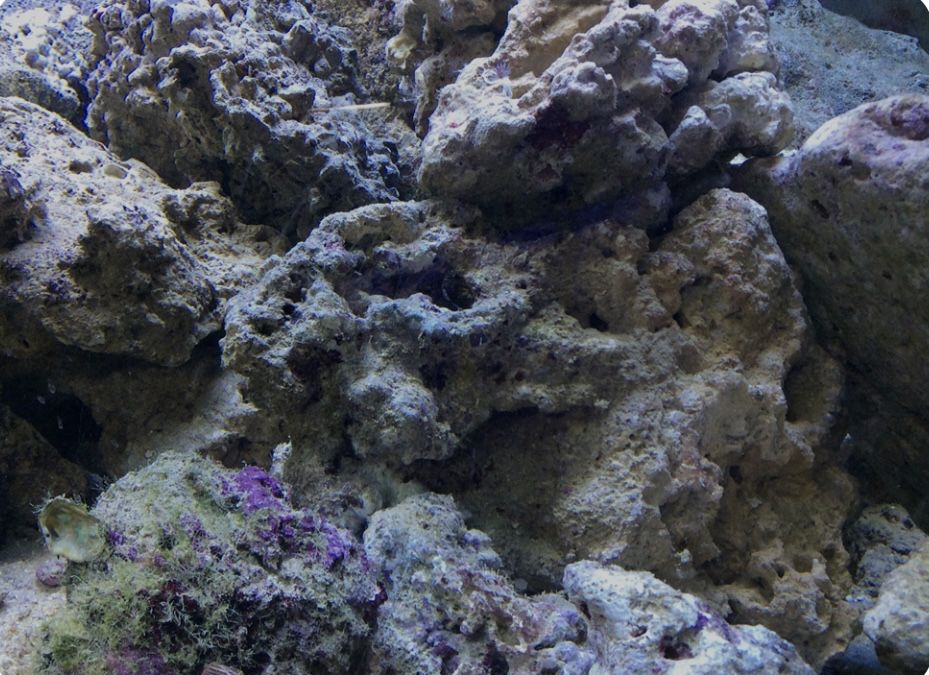 Живой рифовый камкнь