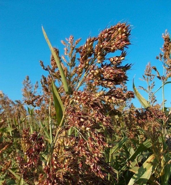 Донник Суданка Люцерна Житняк  Кострец