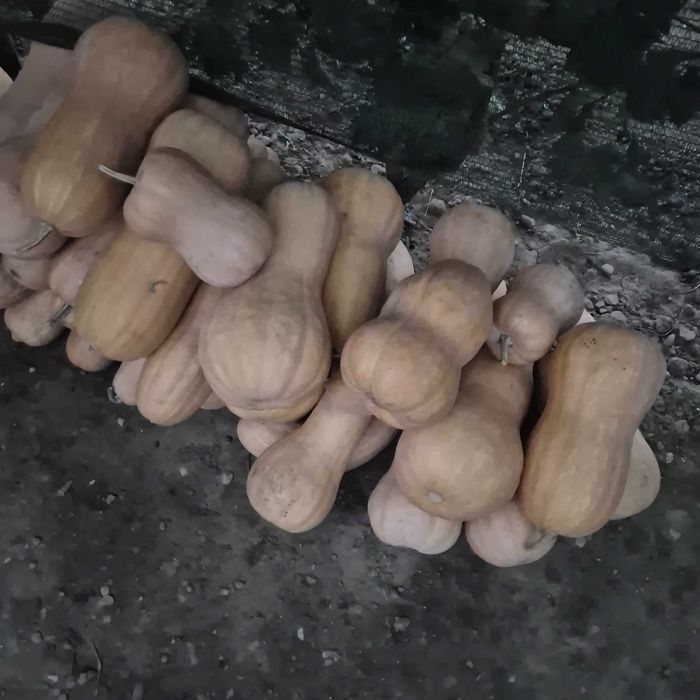 Vand bostani ptr placinta, gust si aromă deosebit, produs tradițional