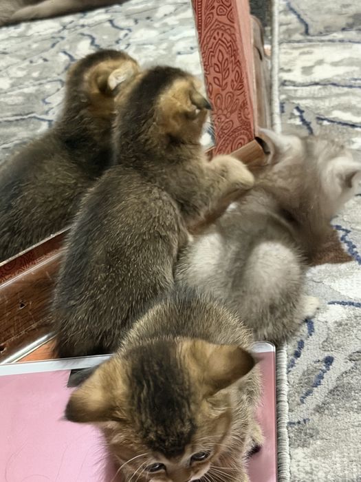 Кацата 1/5 месецов