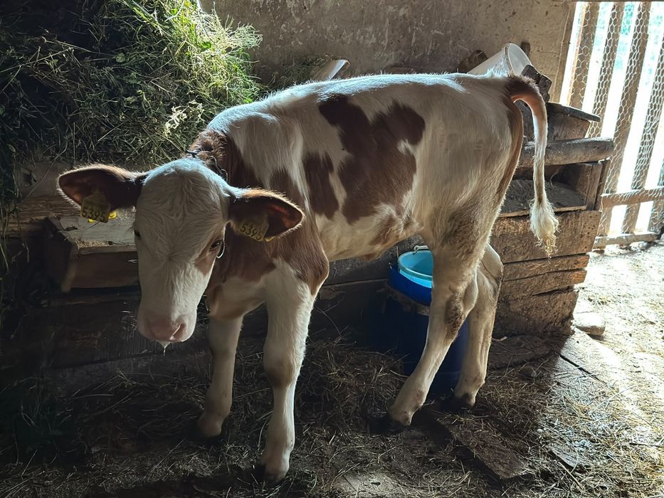 Bălțată românească cu vitea
