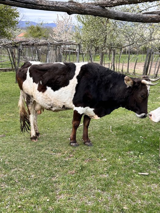 Bălțată românească