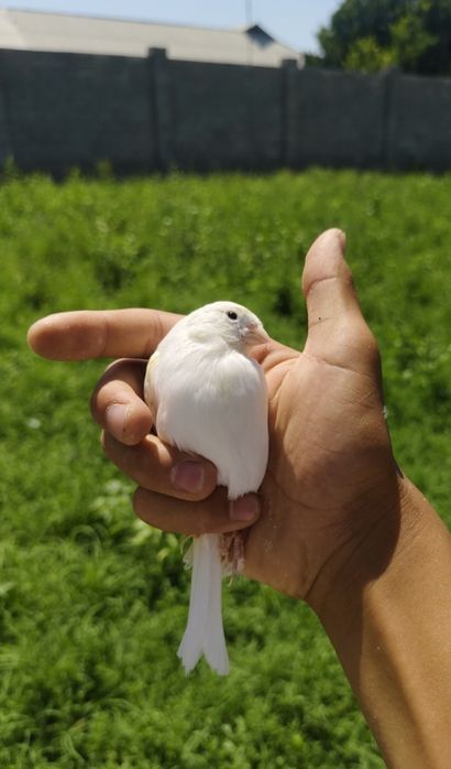 Продам кенар канарейка
