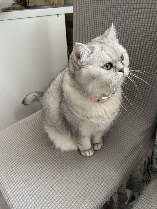 Отдам кошку в добрые руки