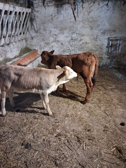 Vând tauras și vitea