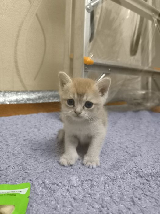 Мушук сотилади 2 ойлик