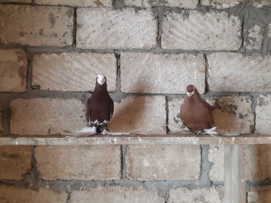 Домашние голубки