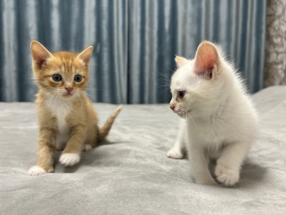 Отдаю котят в добрые руки