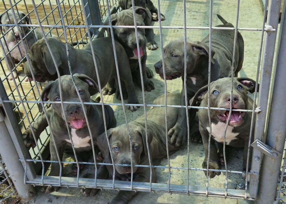 ТОП Американско були хл American bully xl ABKC