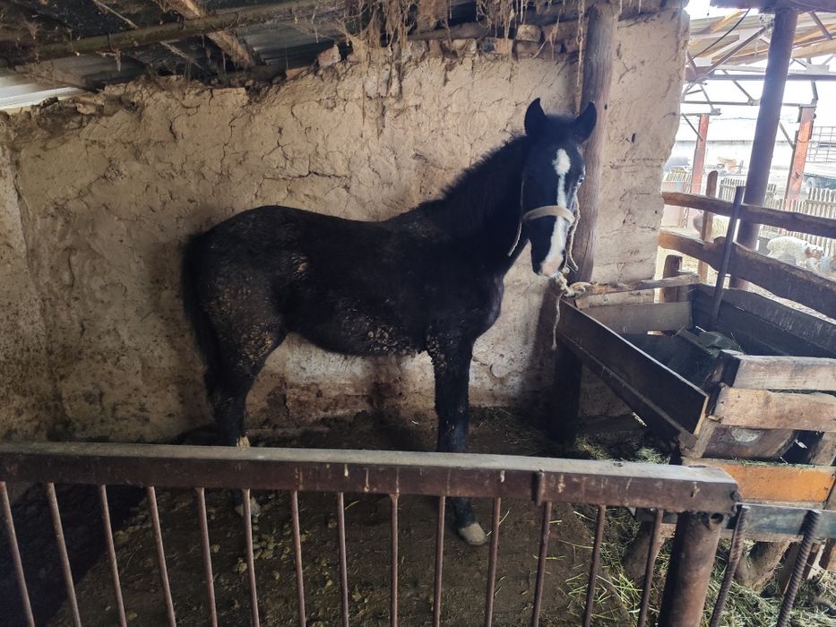 Еркек тай қолға жуас