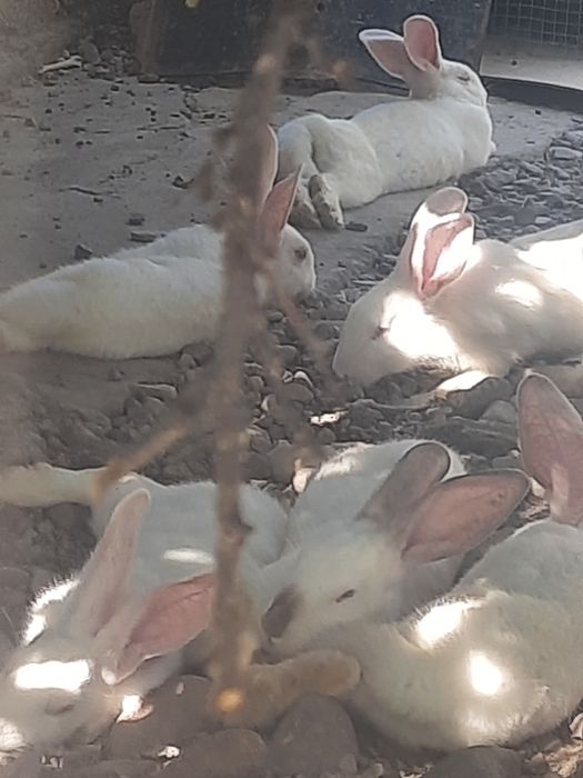 Xikol zotli  Italiya quyonlari sotiladi!