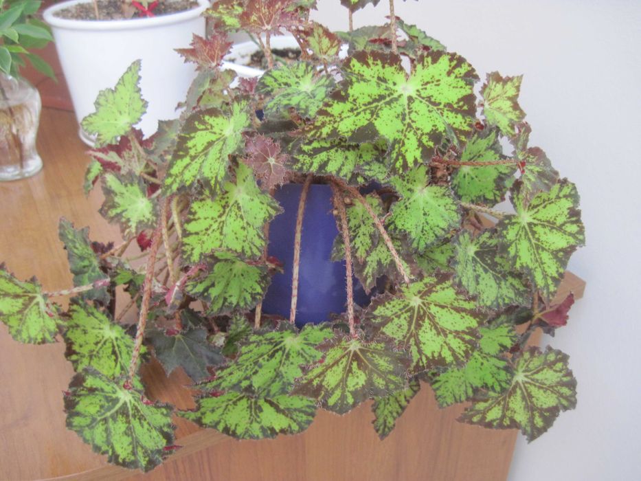 Canon PowerShot A1100 IS 12.1 MPx