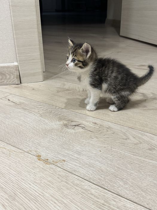 Отдам котенка бесплатно