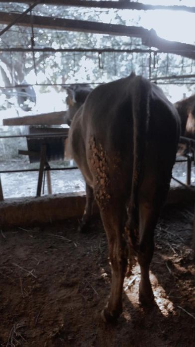 Таналар сатылады семіз