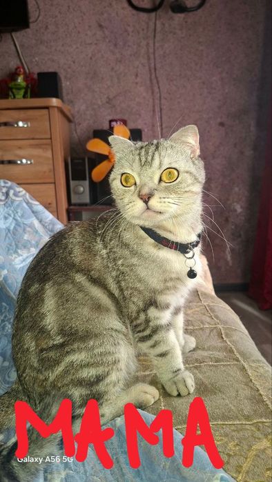 Котята шотландские веслоухие