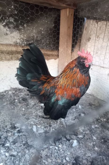 Vând  cocoș pitic