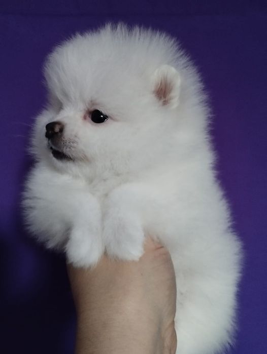 Продам щенков шпица