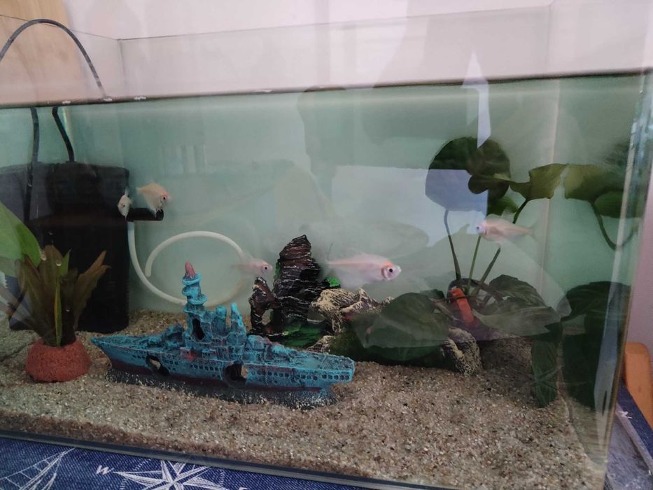 Acvariu 30 L cu toate accesoriile Incluse (Filtru,Decorațiuni,Plante)