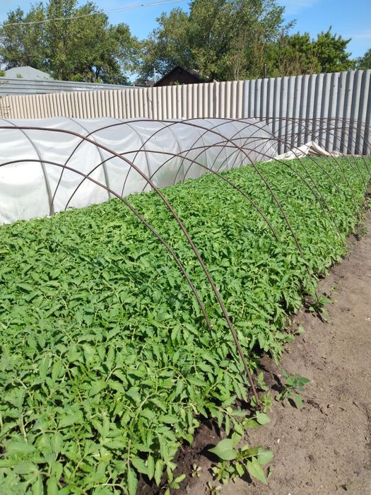 Продам рассаду помидор