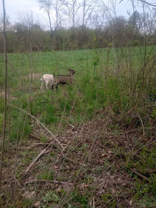 Vând 3 ieduțe din mame bune de lapte