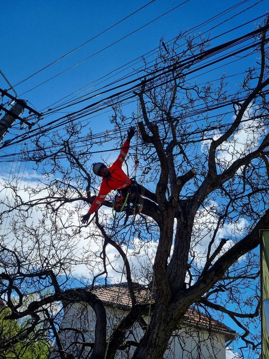 Toaletare arbori / Taieri copaci - firma arborist certificat ISA–Cluj