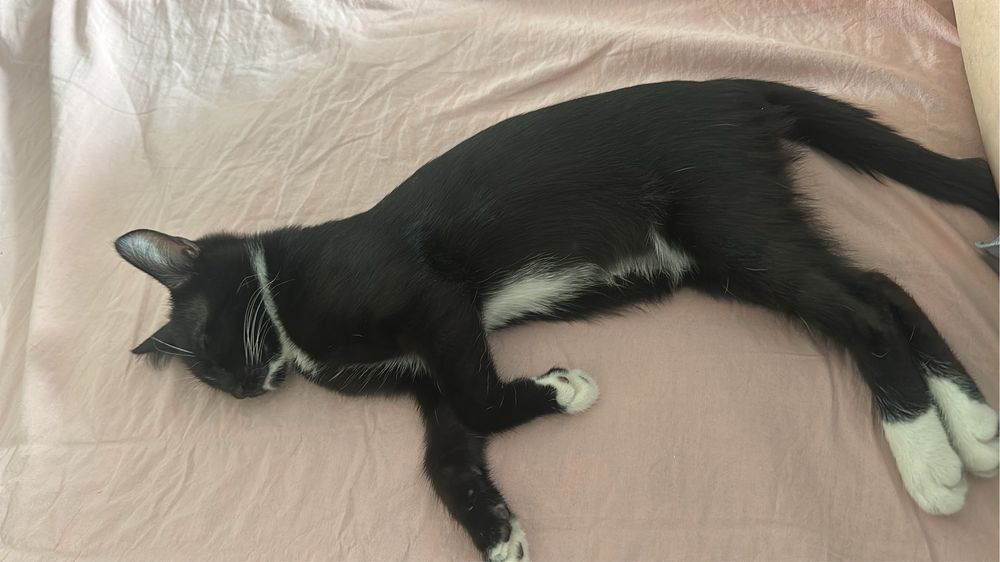 Бесплатно отдам кошку