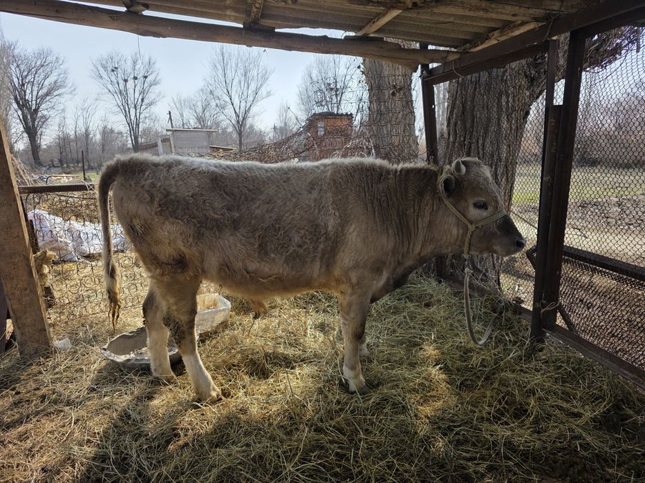 Бұқа сатылады...