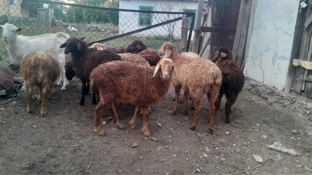 Продам ягнята и теке