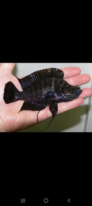 Altolamprlogus Compresses Mandrin Talama & Klima & Black vidov Tevbe F