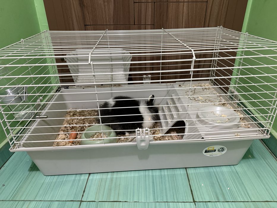 Заек с клетка към него