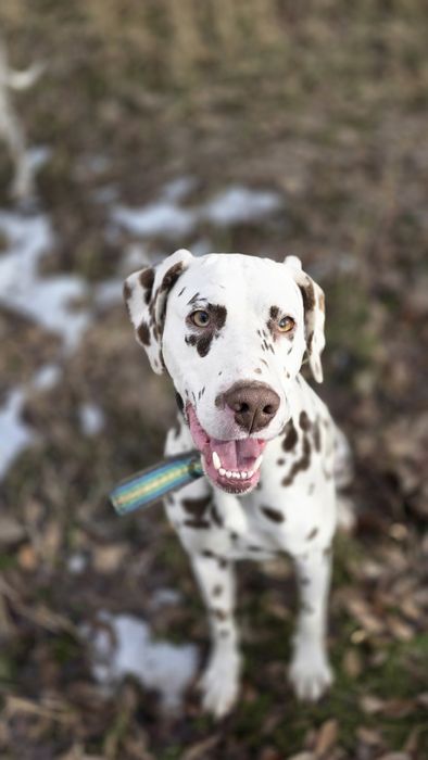 Продаются далматинцы или обмен на скот