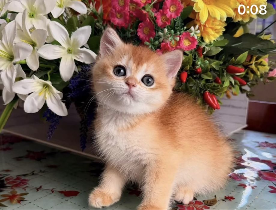 Продам драгоценных шиншиллок